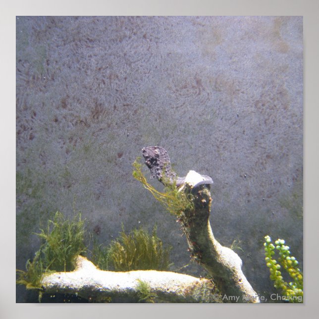Sea Horse Poster (Framsidan)