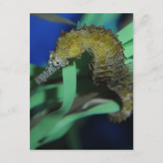 Sea Horse Vykort