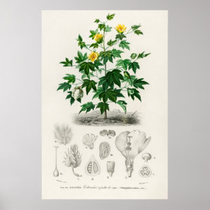 Sea Island bomull (gossypium vitifolium) Poster