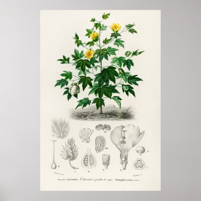 Sea Island bomull (gossypium vitifolium) Poster (Framsidan)