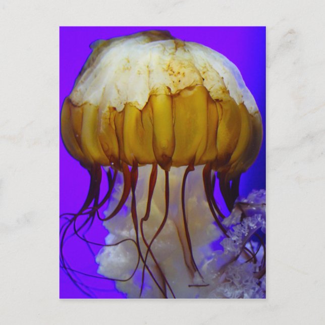 Sea Jellies Vykort (Framsida)