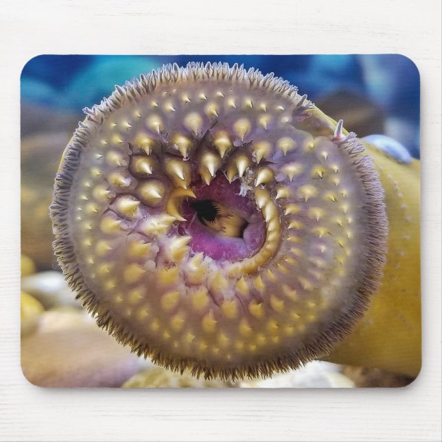 Sea Lamprey mouth Musmatta (Framsidan)