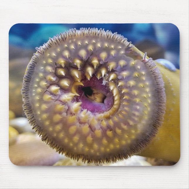Sea Lamprey Mouth Musmatta (Framsidan)