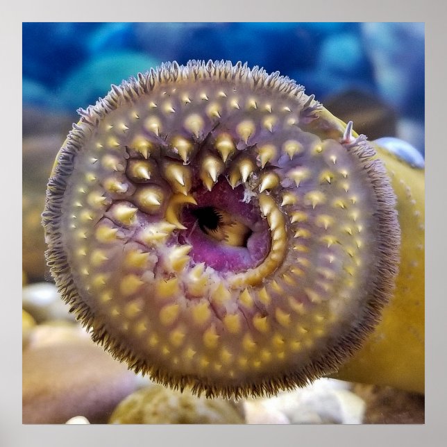 Sea Lamprey Mouth Poster (Framsidan)