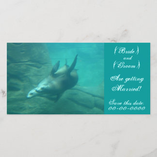 Sea Lejon Anpassade Spara detta datum Fotokort Datumet