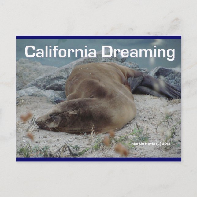 Sea Lejon - California Dreaming - vykort (Framsida)