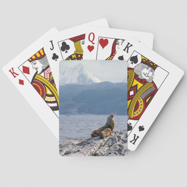 Sea lejon i beagle-kanalen - Argentina Casinokort (Baksidan)