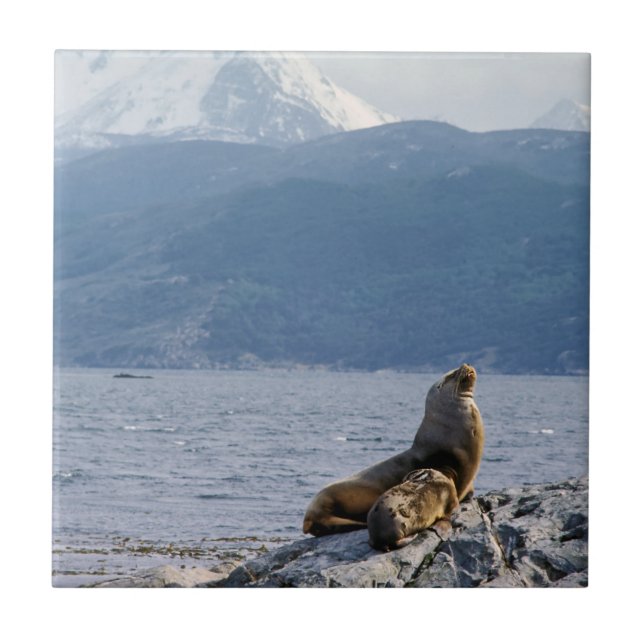 Sea lejon i beagle-kanalen - Argentina Kakelplatta (Framsidan)