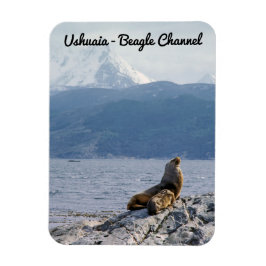 Sea lejon i beagle-kanalen - Argentina Magnet