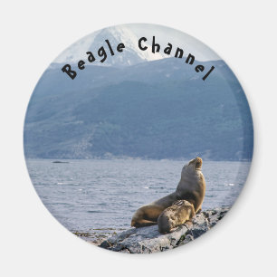 Sea lejon i beagle-kanalen - Argentina Magnet