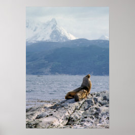 Sea lejon i beagle-kanalen - Argentina Poster