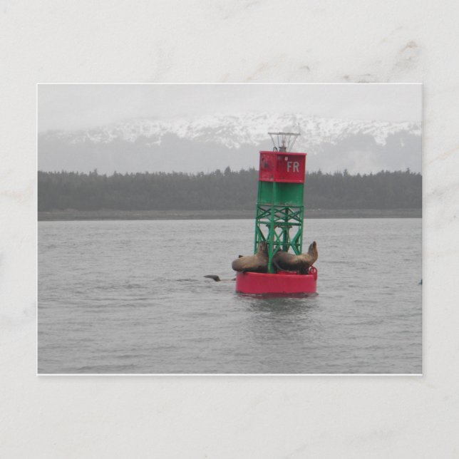 Sea Lejon i Juneau, Alaska Vykort (Framsida)