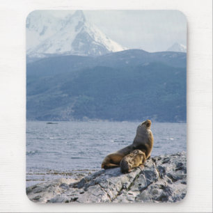 Sea lejon in beagle channel - Argentina Musmatta