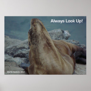 Sea Lejon - kolla alltid upp! - POSTER