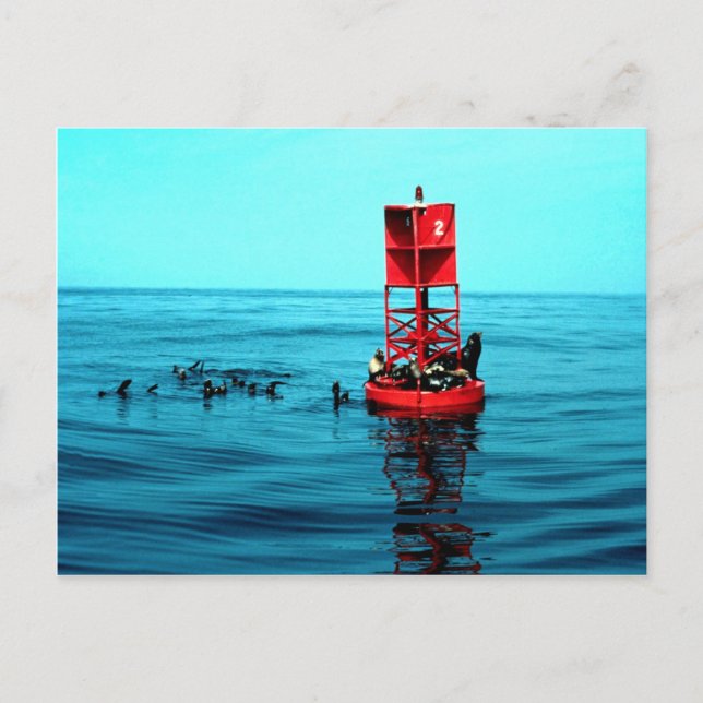 Sea lejon on harbor buoy, Ventura, California, USA Vykort (Framsida)