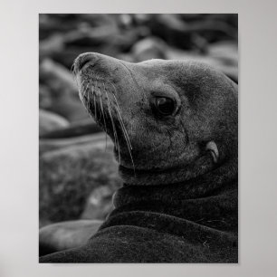 Sea Lejon Tittar Back - Cute Wildlife Photography Poster
