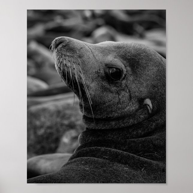 Sea Lejon Tittar Back - Cute Wildlife Photography Poster (Framsidan)