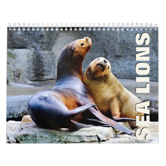 Sea Lejon Wall Calendar Kalender (Omslag)