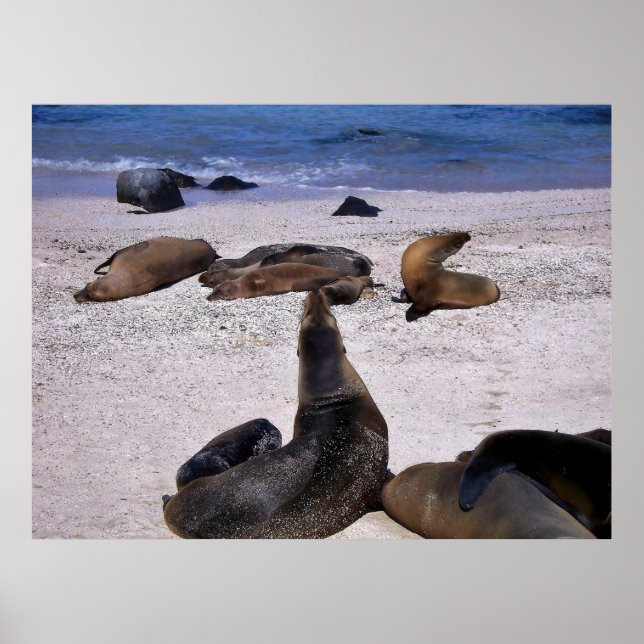 Sea Lejon Yogo Poster (Framsidan)