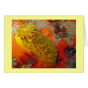 Sea Lemon OBS Kort
