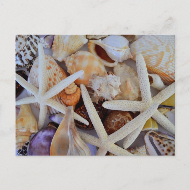 Sea Life Menagerie Vykort (Framsida)