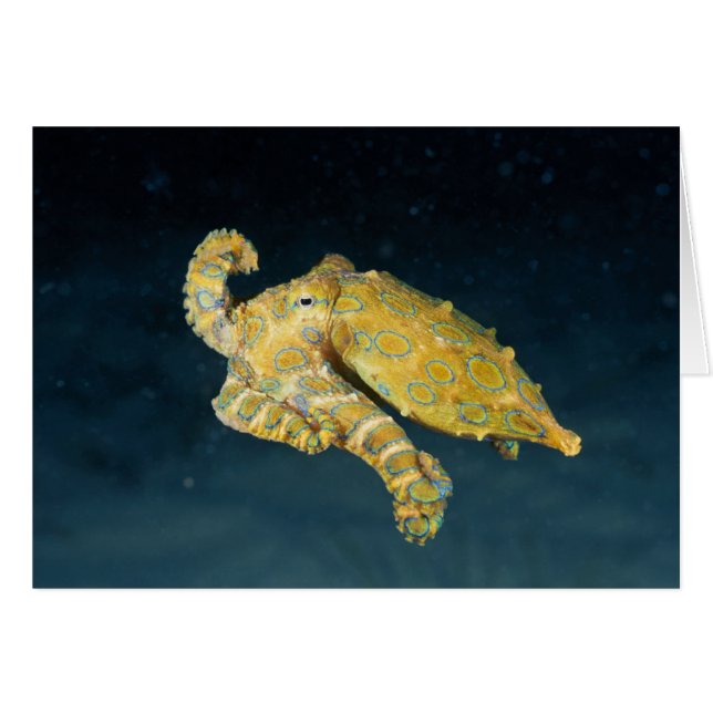 Sea Life - Octopus Hälsningskort (Framsidan Horizontal)