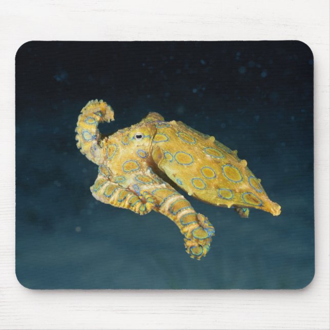Sea Life - Octopus Musmatta (Framsidan)