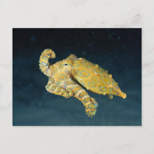 Sea Life - Octopus Vykort