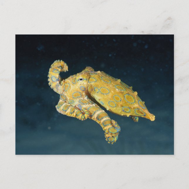 Sea Life - Octopus Vykort (Framsida)