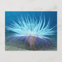 Sea Life Sea Anemone vycard