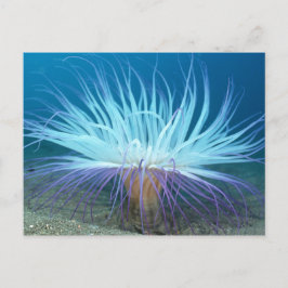 Sea Life Sea Anemone vycard Vykort