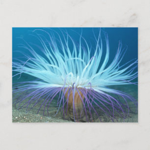 Sea Life Sea Anemone vycard Vykort