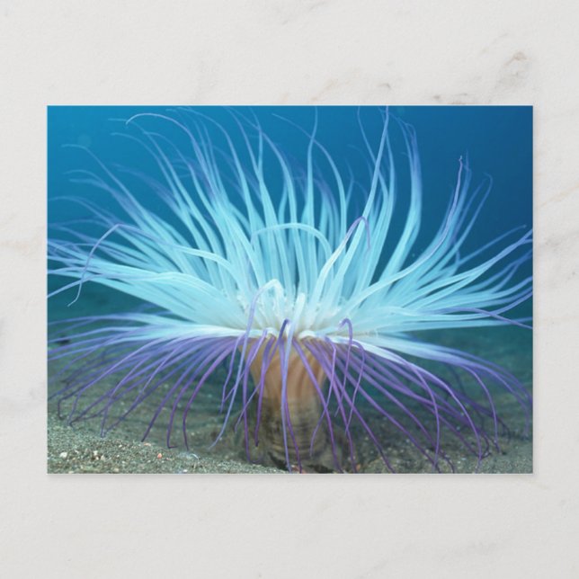 Sea Life Sea Anemone vycard Vykort (Framsida)