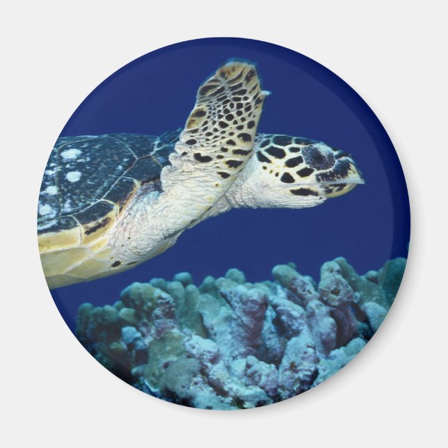 Sea Life - Sea Turtle Magnet (Framsidan)