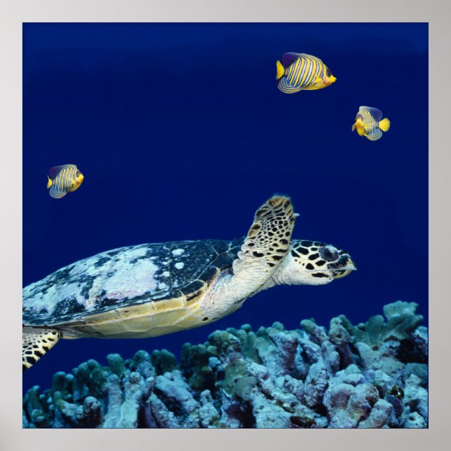 Sea Life - Sea Turtle Poster (Framsidan)