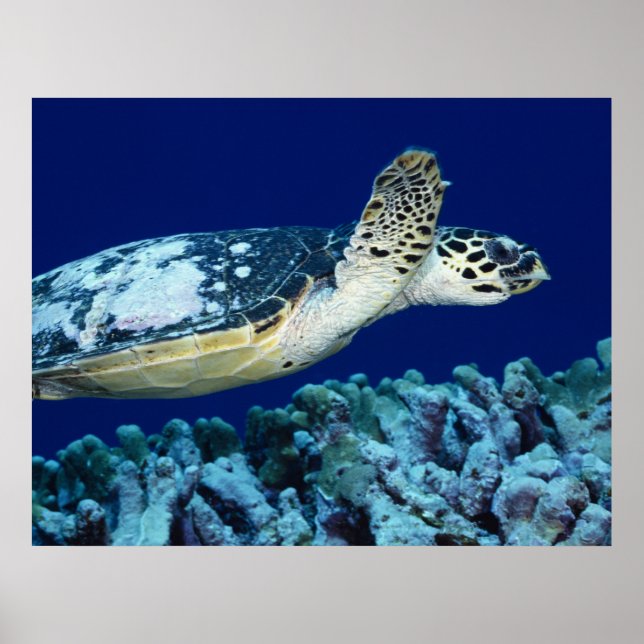 Sea Life - Sea Turtle Poster (Framsidan)