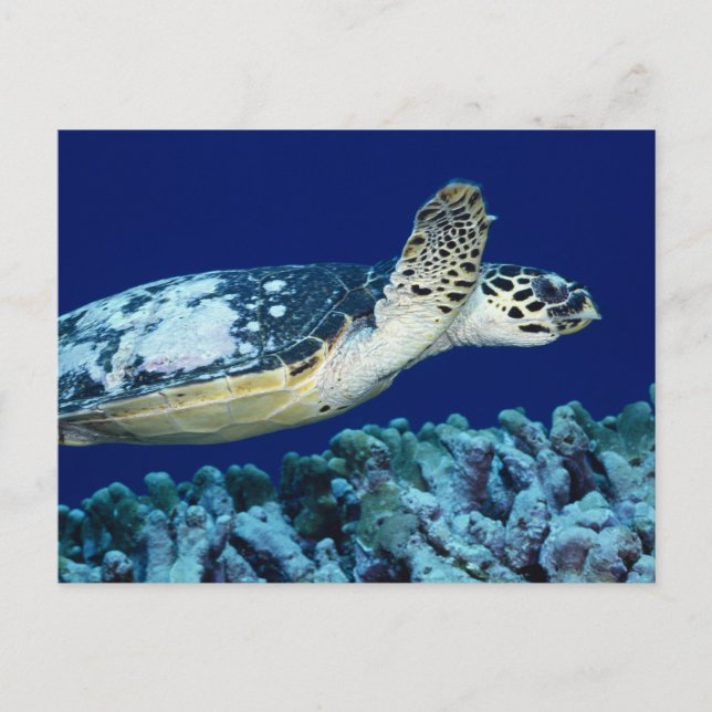 Sea Life - Sea Turtle Vykort (Framsida)
