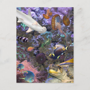 Sea Life-vykort Vykort