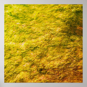 Sea Moss Abstrakt Golden Gult Grönt Artsy Gift Poster