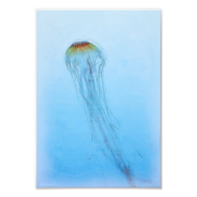 Sea Nettle Fototryck (Framsidan)
