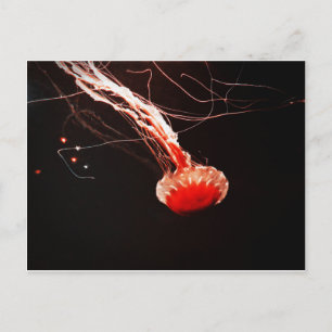 Sea Nettle Vykort