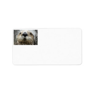 Sea Otter Ansikte Photo Adressetiketters Adressetikett