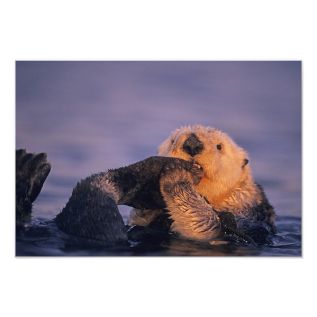Sea Otter, Enhydra lutris Fototryck (Framsidan)