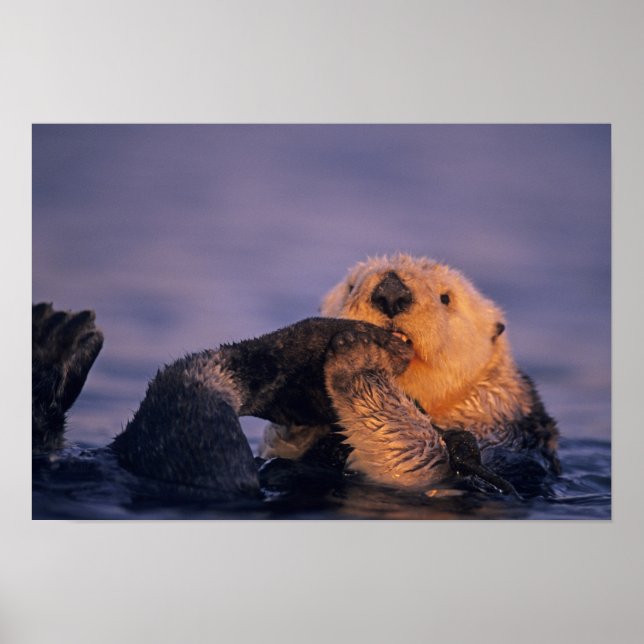 Sea Otter, Enhydra lutris Poster (Framsidan)