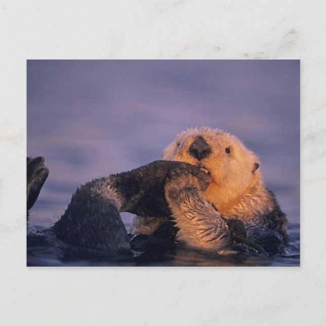 Sea Otter, Enhydra lutris Vykort (Framsida)