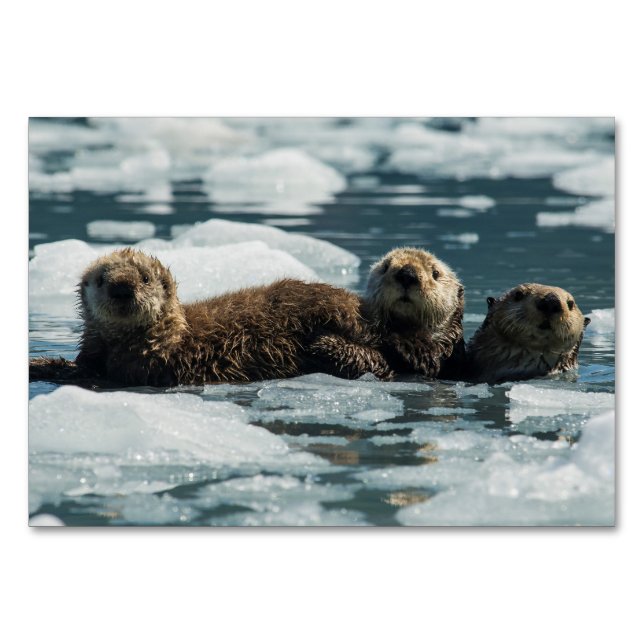 Sea Otter Family Bordsnummer (Framsidan)
