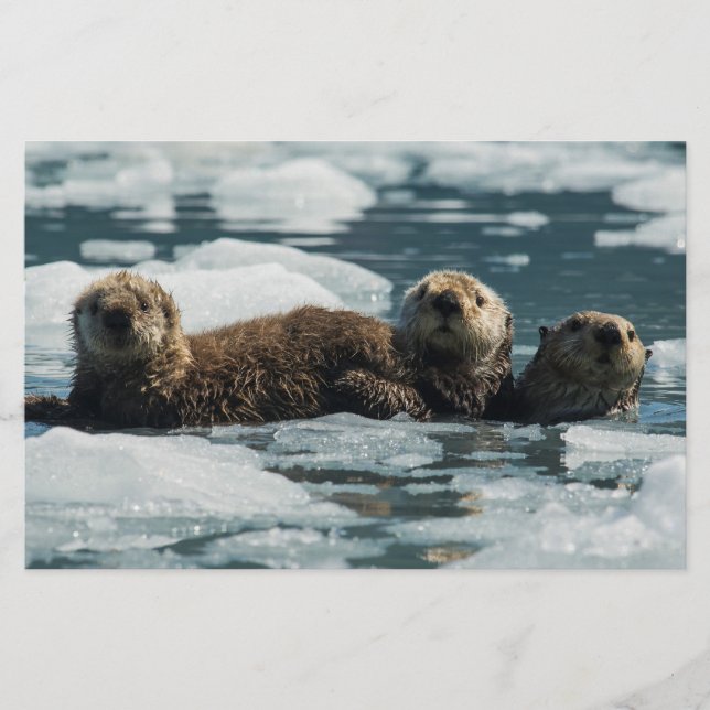 Sea Otter Family Brevpapper (Framsida)
