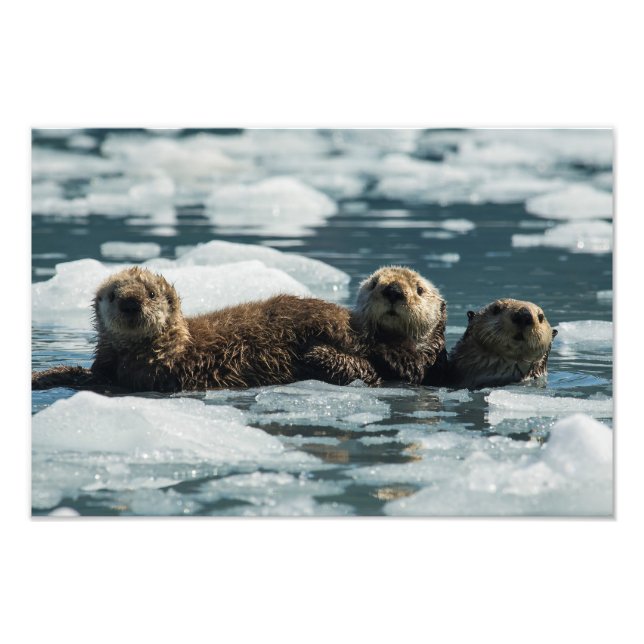 Sea Otter Family Fototryck (Framsidan)