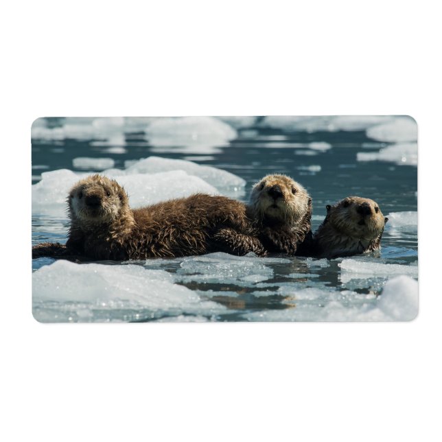 Sea Otter Family Fraktsedel (Framsidan)