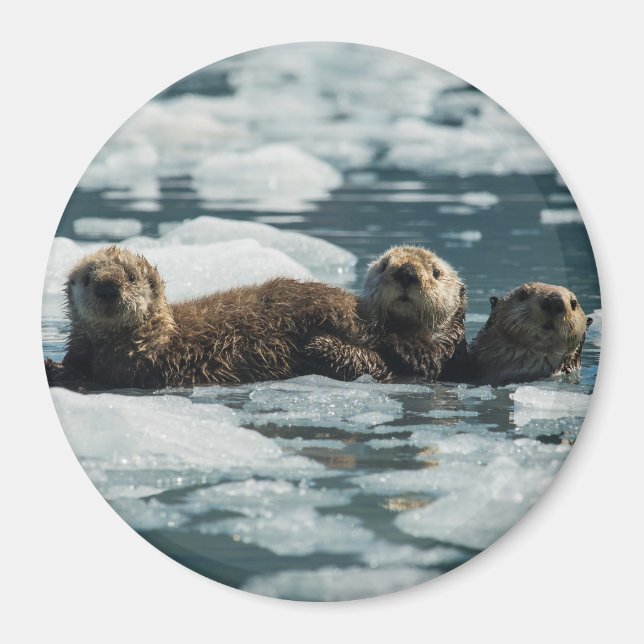 Sea Otter Family Magnet (Framsidan)